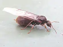 羽のはえた女王。