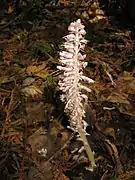 花茎が直立し多数の花が総状につく。