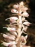 苞葉、短い花柄、毛のある萼片、細長い花柱。