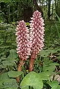Lathraea rhodopea
