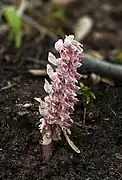 Lathraea squamaria