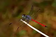 アジアアカトンボ属アジアアカトンボLathrecista asiatica