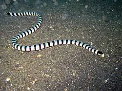 アオマダラウミヘビ