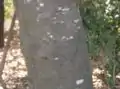 樹皮