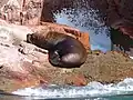 南アメリカオットセイ
