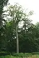 ベルギーにある樹高46mのセイヨウトネリコ
