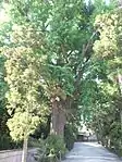 イチョウの木樹齢300年以上