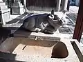 手水舎の臥牛像