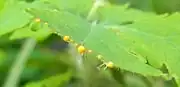 上の葉を千切ったところ。橙黄色の乳液がにじみ出る。