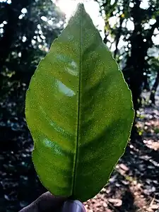 柑橘類の葉。油点の存在に注目。