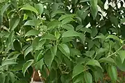 ベンジャミンの葉
