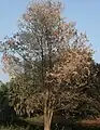 Dalbergia lanceolaria の落葉した木。インド西ベンガル州コルカタにて。