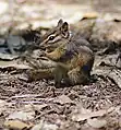 チビシマリスTamias minimus