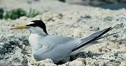 アメリカコアジサシ(夏羽)