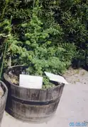 樽のポットに植えられたレバノンスギ