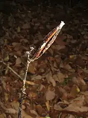 種子を散布し終えた果実。
