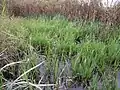 湿地に生育している群落(オーストラリア)