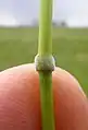 茎の節の様子