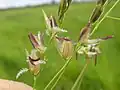 開花中の花序枝