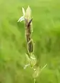 小穂の様子
