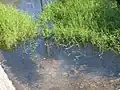 水面に広がる群落(沖縄)