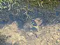 匍匐茎が水面に伸びる様子(沖縄)