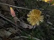 閉鎖花と開いた冠毛