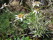 ホソバヒナウスユキソウ根出葉が細長い-至仏山