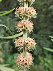 果期の宿存性の萼と中に果実。