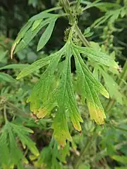葉に長い葉柄があって深く裂け、裂片はさらに羽状に切れ込んで線状披針形となる。