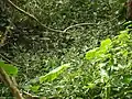 林床に出来た群落