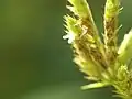 花序の拡大像