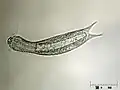 イタチムシの1種・Lepidodermella squamatum:腹毛動物