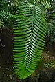 ヒロバウロコザミア（Lepidozamia hopei）の葉