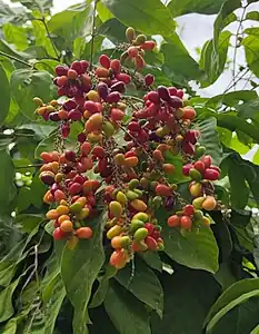 果実。インドネシアのアチェ州にて。