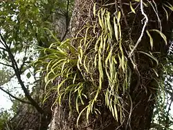 Lepisorus thunbergiana
