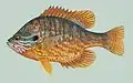Lepomis gibbosus