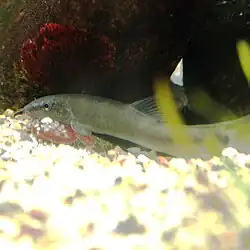アユモドキ