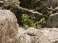 岩の上に生えている様子