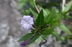 Leptodermis pulchella