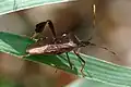 Leptoglossus 属のカメムシの一種。