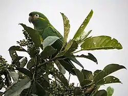 ミヤマインコ