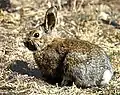 カンジキウサギ Lepus americanus
