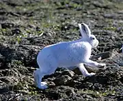 ホッキョクウサギ(Lepidus arcticus )