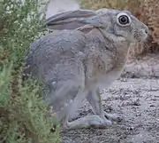 Lepus capensis arabicus:アラブ首長国連邦、アブダビの Watba Camel Race Track にて