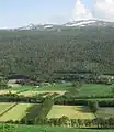 山麓に広がる防風林（ノルウェー）