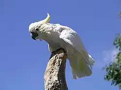 コバタン