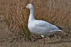 ハクガン