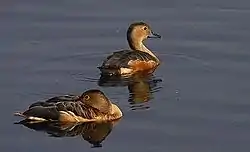 リュウキュウガモ