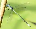 アオイトトンボのオスLestes sponsa